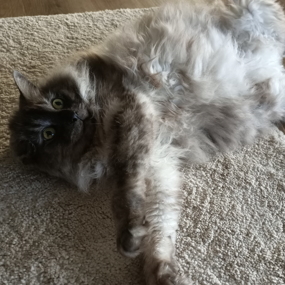 Belle laying on a rug