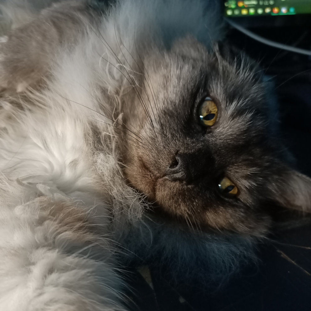 Belle laying on a desk