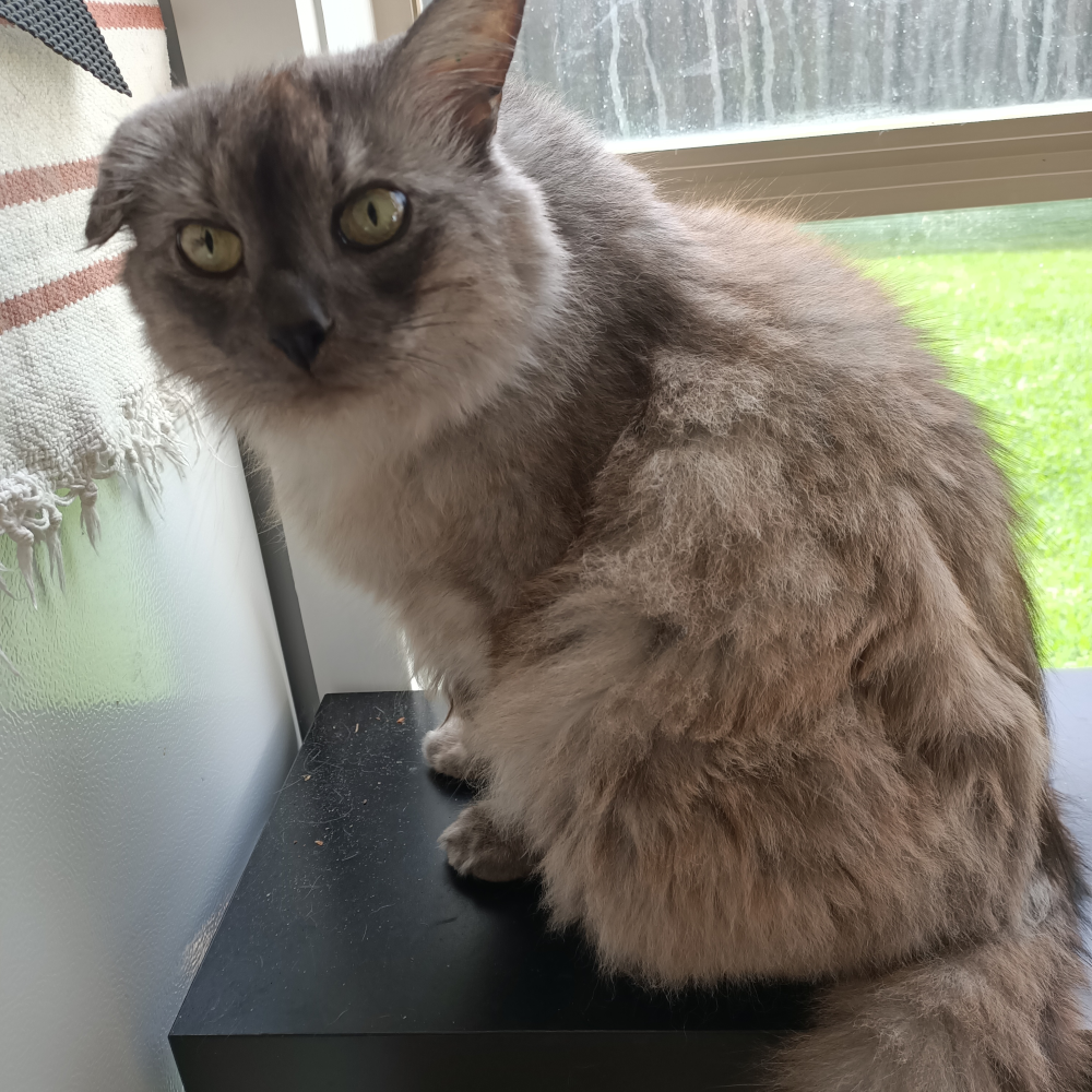 Belle standing in front of a window