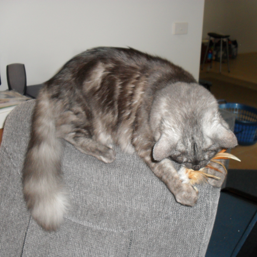 Belle attacking a feather toy while sitting precariously on the head of a chair