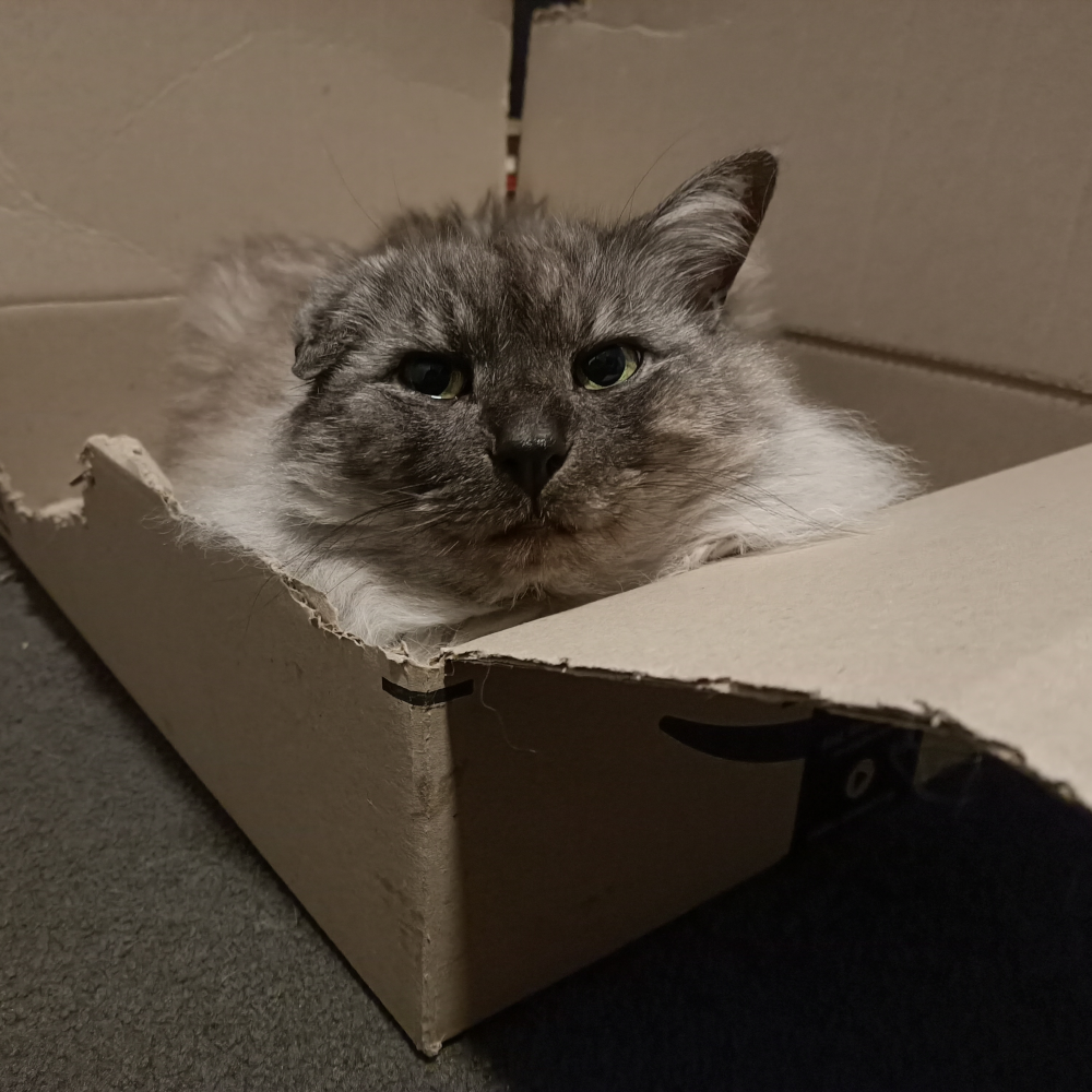 Belle sitting grumpily in a half eaten carboard box