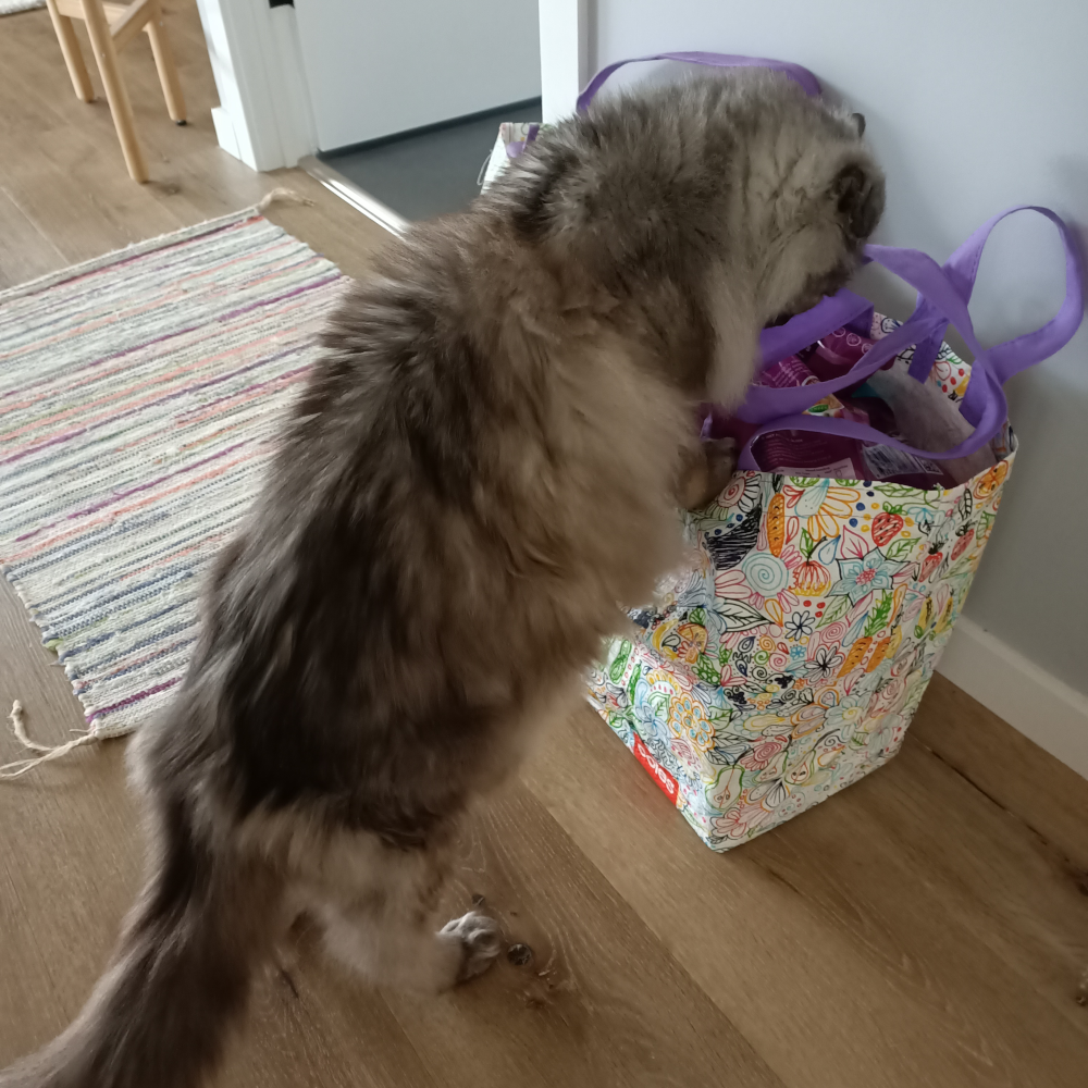 Belle peeking into a shopping bag (it contains cat food)