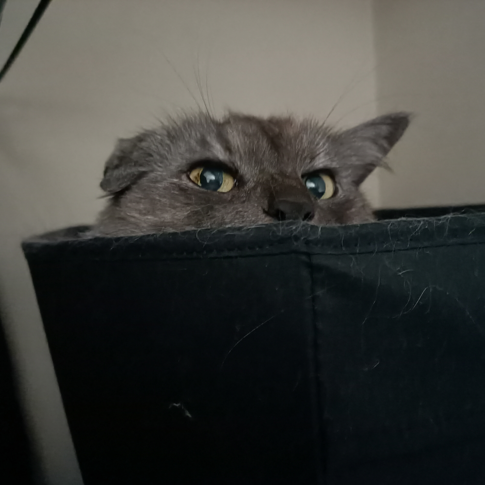 Belle peeking out of a box