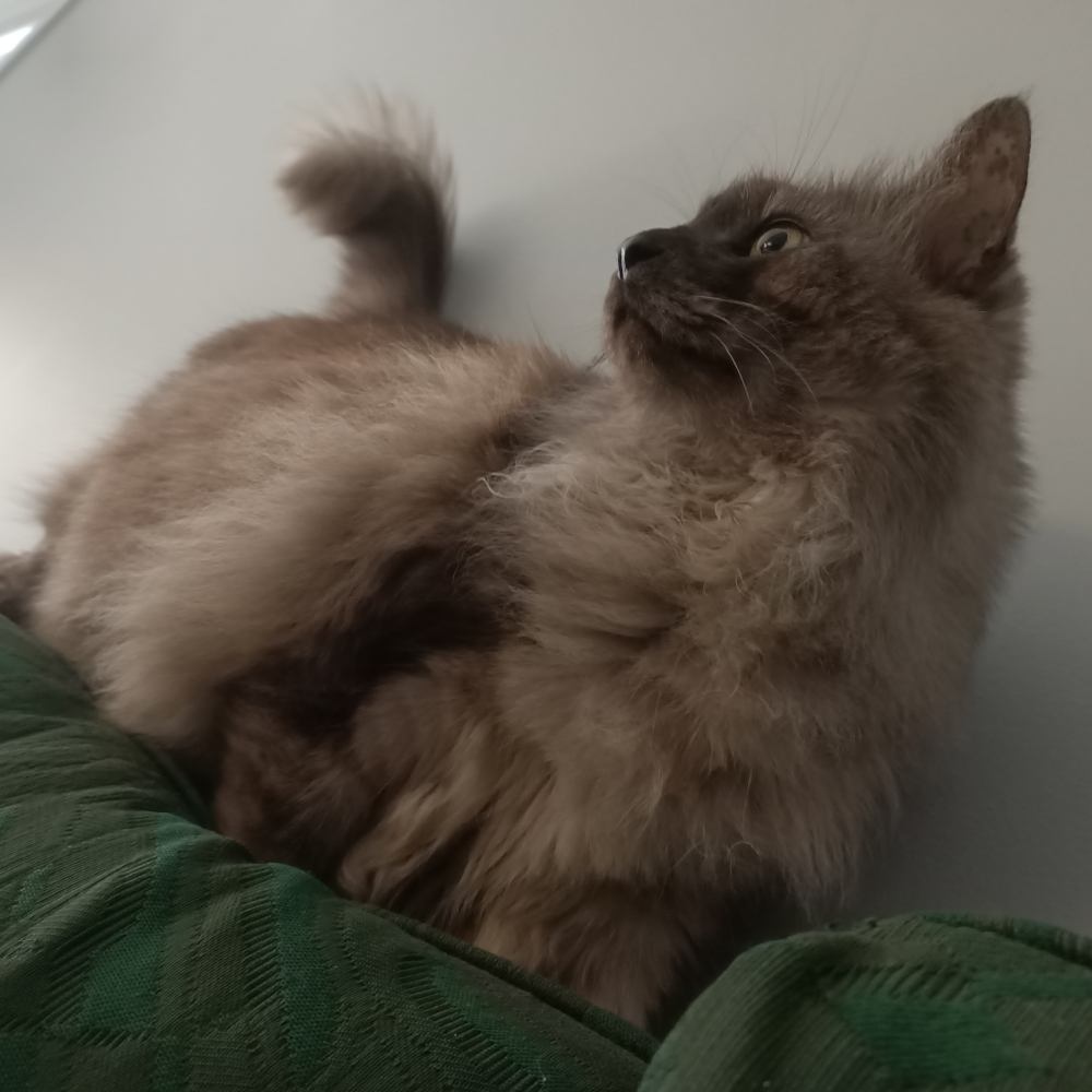 Belle standing atop some lounge cushions