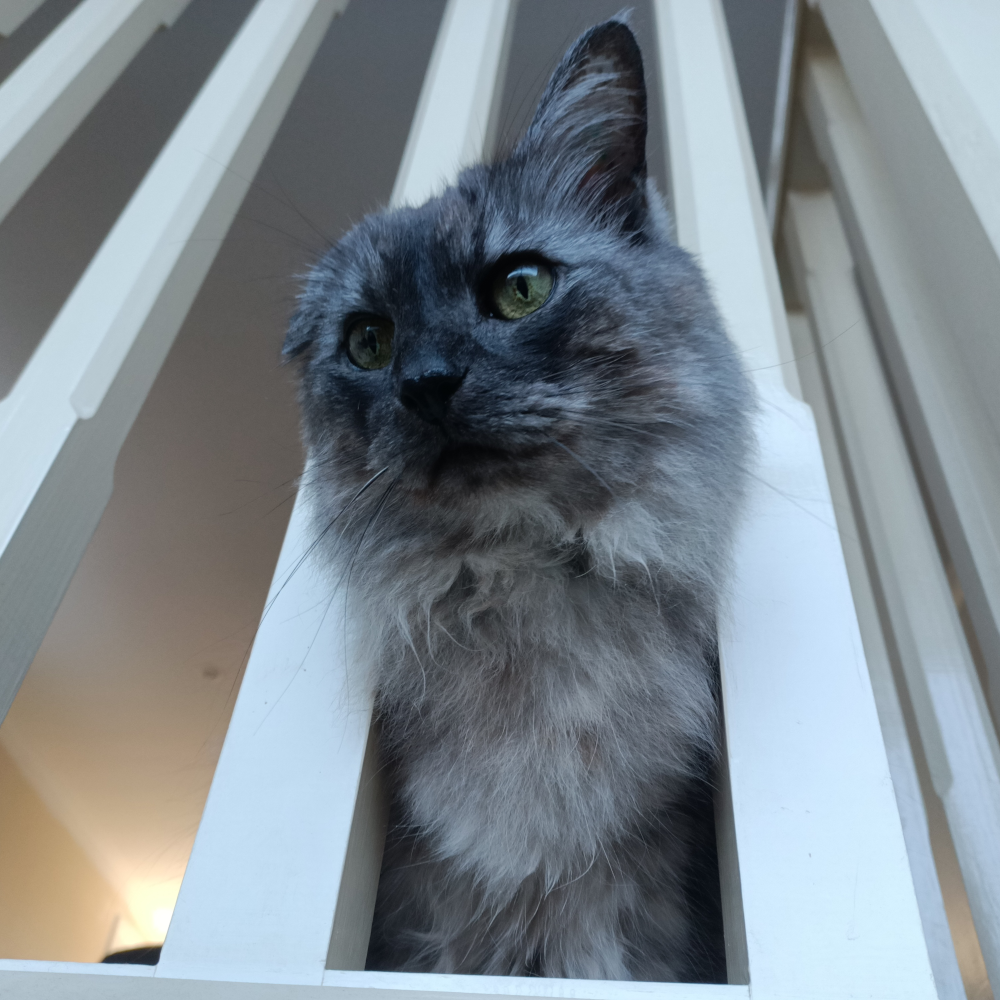 Belle peeking between some wooden guard rails